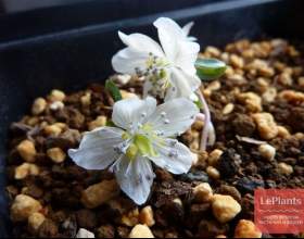 ���������� �������� фото