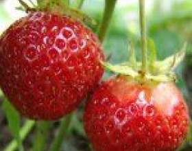 ������� ������ ������ ������� фото
