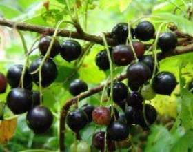 ������� ������ �������� ����� � ������ ����� фото