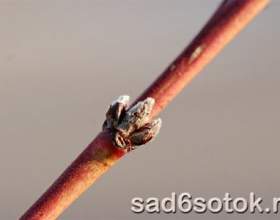 ������� ������ �������� � ������ ������� фото