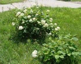 ̳��-������� фото
