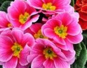 ���� � ��������� ����� ������ ����������� фото