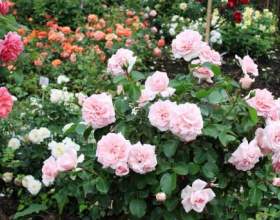 ���� � ��������� ����� ������ фото