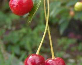 �����, �����, �������, ������ фото