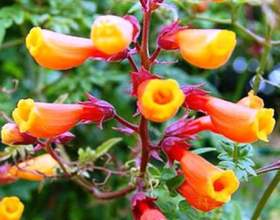 ³���������� � ������������ ������� фото