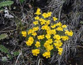 ³����� фото