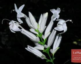³������ ������� (�������� �������) фото