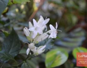 ³������ ��������� (�������� ���������, �������� �������������) фото