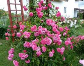 ������� ������� фото