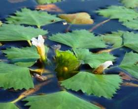 ������� ���� фото