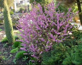 ����� ����� фото