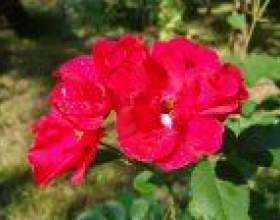 ��������-���� ������� ������ �� ���� фото