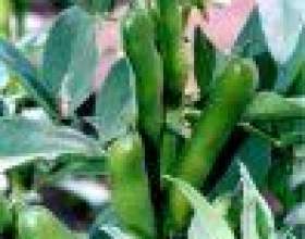 ������� � ������� �������������� ������. фото