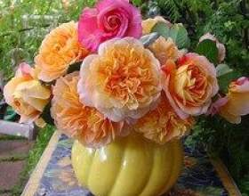 �������� ���� ��� ������ � ��������� фото