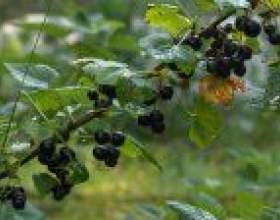 ���� ���� ��� ������� ����� ��������� фото