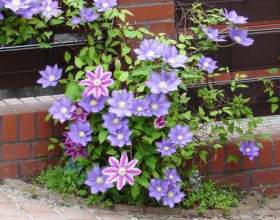 ����������� ��������� � ������ фото