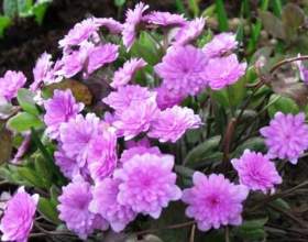 ����������� ����������� � ���� фото