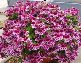 ����������� ���������� � ������ фото