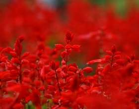 ����������� ����⳿ �������� фото