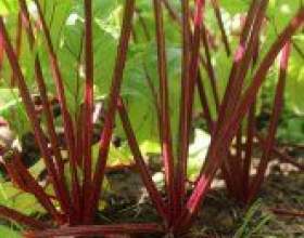 ����������� ������ ��������� фото