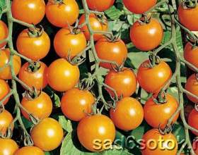 ����������� ������ � ������� фото