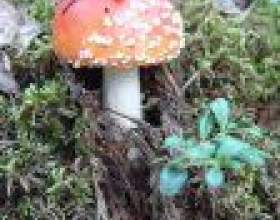 �� ������� �� "���������" фото