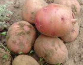 ����� ���� ������ ����� � ��������� фото