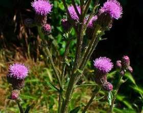 ����� ���� ������ � �� ����� ���� ��������� фото