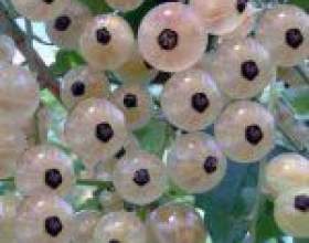 ����� ������� ��� ���������? фото