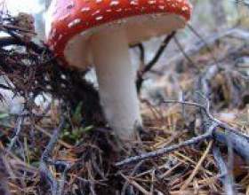 ����� � �� �������? фото