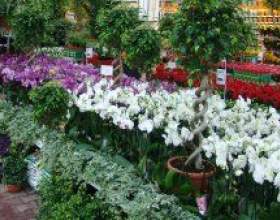 �������� �������� ����� - ����������� ������ фото