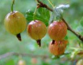 ������ ������ �� �������� ��������� фото