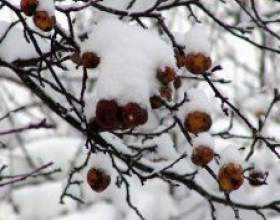 ������`� �������� ����� � ������� ����� фото