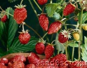 ������ � ������ фото