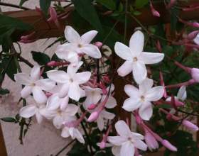 ������ �������������� (�����������, ��������) фото