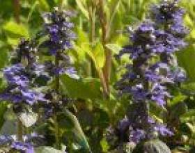 �������� ������� (ajiga reptans) фото