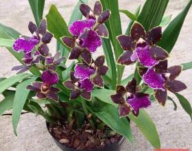 ǳ��������� фото