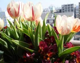 ������� ��� �� ���泿 фото
