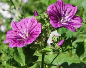 ������� ����������: ���������� ������ фото