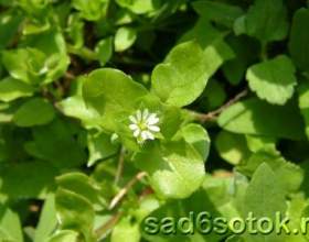 ǳ������ ��������, ��� ������� (stellaria media) фото